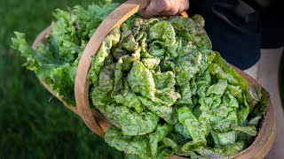 How to Clean and Store Lettuce [upl. by Reinke]