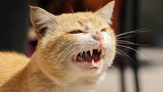 Male Cat In Heat Sounds  Male cat mating call sound effect  Female Cats in Heat sounds  Cat Voice [upl. by Melia]