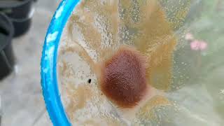 How to culture daphnia moina in a small container Part 1 English Subtitle [upl. by Odlavso]