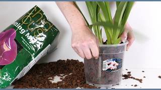 Repotting a Cymbidium Orchid [upl. by Anahsal]