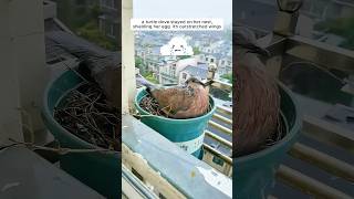 A woman supported a mother turtle dove in raising her chicks [upl. by Yerggoeg]