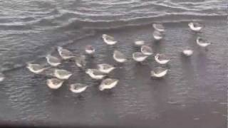 SANDERLINGS  Sandpipers in Motion  Piper  New Brunswick Canada Shore Birds [upl. by Matilde803]