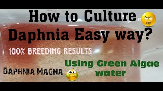 Daphnia MagnaHow to Culture Daphnia Easy wayCulturing Daphnia using Green water Daphnia [upl. by Nyrehtac464]