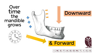 How does the mandible grow [upl. by Orth]