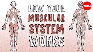 How your muscular system works  Emma Bryce [upl. by Alejo723]