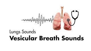 Vesicular Breath Sounds  Normal Lung Sounds  MEDZCOOL [upl. by Anehs]