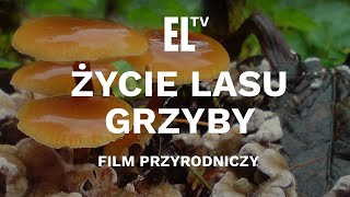 Życie lasu  GRZYBY [upl. by Naxor35]