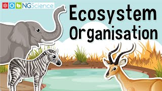 Ecosystem Organisation [upl. by Llij]