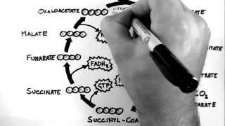 Cellular Respiration 3  TCA Cycle Krebs Cycle [upl. by Bunde473]