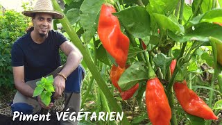 Comment cultiver le Piment VEGETARIEN  En pot ou dans son jardin [upl. by Akcirderf475]