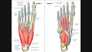 Intrinsic Muscles of the Feet Part 1  Layers 1 amp 2 [upl. by Haimrej140]