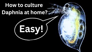 BEST Live Fish Food Beginner guide How to Culture Daphnia at home [upl. by Perusse]