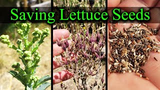 How To Save Lettuce Seeds  Garden Quickie Episode 14 [upl. by Dearden]