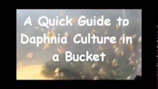 How to culture daphnia outside [upl. by Sackman]