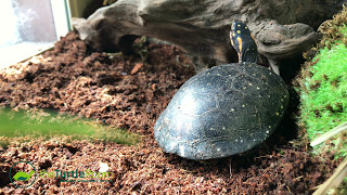 Spotted Turtle Breeding Program [upl. by Cozza]