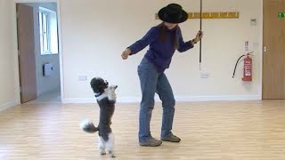 Dancing with dogs an introduction [upl. by Lorak]