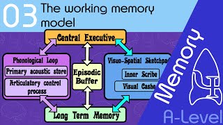 The working memory model AQA ALevel [upl. by Arramat]