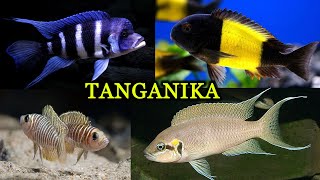 Niesamowite RYBY 🐟 jeziora TANGANIKA [upl. by Nipahc]