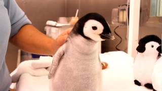 A monthold 2pound emperor penguin gets feeding [upl. by Harri965]