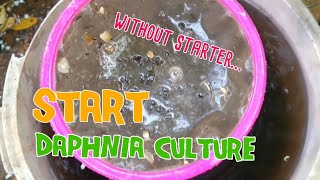 How to culture daphnia moina the easy way 1  Starting the Daphnia culture [upl. by Ahtibbat]