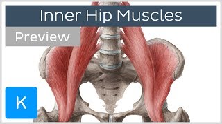 Inner Hip Muscles preview  Human Anatomy  Kenhub [upl. by Eelrihs189]