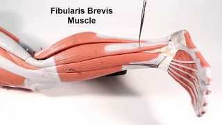 Muscles That Move the Foot and Toes [upl. by Iran]