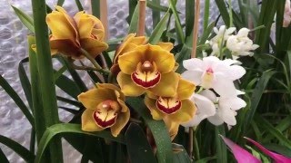 Cymbidium Orchid Species and Varieties [upl. by Binnie]