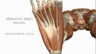 Muscles of the Foot Part 2  3D Anatomy Tutorial [upl. by Arev445]