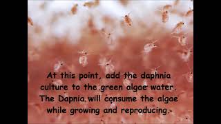 Daphnia  How to grow daphnia in your home [upl. by Dede607]