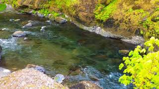 Upper Valsetz Falls  21 May 2018 [upl. by Tronna992]