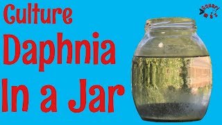 How to Culture Daphnia in a Jar [upl. by Ayekim]