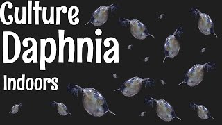 How to Culture Daphnia [upl. by Kaylyn723]