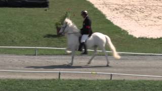 T1 Tölt BFinal WC Icelandic Horses  IslandpferdeWM VM Islandshästar 2013 [upl. by Ambrosia]