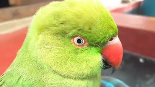 Female Parrot Behave Parrot Sound [upl. by Berenice]