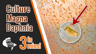 How to culture DAPHNIA MAGNA  The easy way [upl. by Nodnerb]