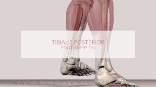 Tibialis Posterior Muscle Function Foot Inversion [upl. by Shornick]