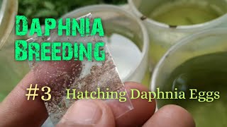 Daphnia Culture made simple and easy 3  Hatching Daphnia eggs [upl. by Nesta445]