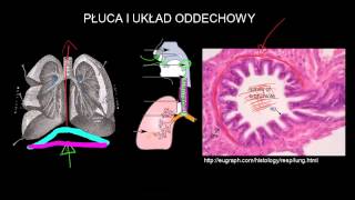 Płuca i układ oddechowy [upl. by Anahsat819]