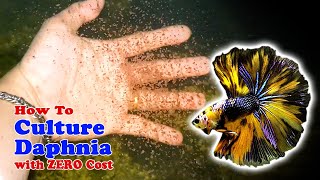 How to Culture Daphnia with ZERO Cost  Unlimited Live Food For Our Fish [upl. by Ahmar]