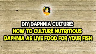 DIY Daphnia Culture How to Culture Nutritious Daphnia as Live Food for Your Fish [upl. by Eissak]