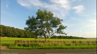 Ash  Fraxinus excelsior  British Trees [upl. by Ahsied]