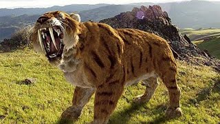 Sabertoothed Tiger  Prehistoric Cats Documentary [upl. by Irrab761]