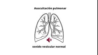 Ruidos respiratorios  Murmullo vesicular [upl. by Ettezzil950]