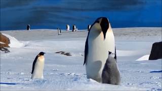 Emperor Penguin Feeding Her Chick [upl. by Ahsikad272]