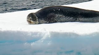 Leopard Seal eats Penguin  Ice Living [upl. by Etnor]