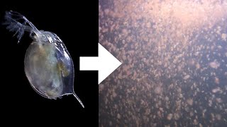 How I Culture Daphnia [upl. by Atirihs]