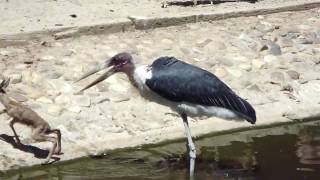 maribu kills springbok at madrid zoo [upl. by Dhu]