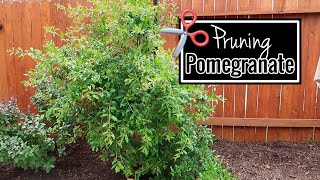 Pomegranate Tree🌳  Spring Pruning  Backyard Orchard [upl. by Ronnie]