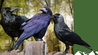 Crows rooks and jackdaws how to tell the difference [upl. by Aitnis949]