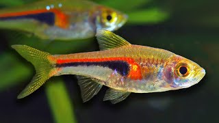 Top 10 Aquarium Fish For Beginners [upl. by Boser]